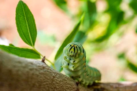 Caterpillar on the tree Stock Photos