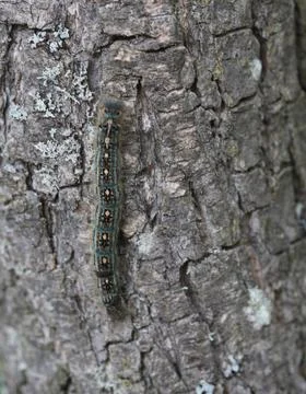 A caterpillar on a tree. Foto stock