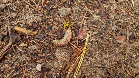 The caterpillar tries to prevent the wasp from attacking. Close up. Stock Footage 151177945