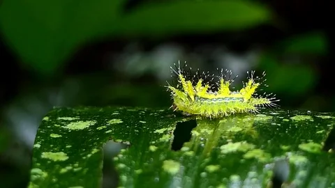 Caterpillar in tropical rain forest. Video stock 76700738