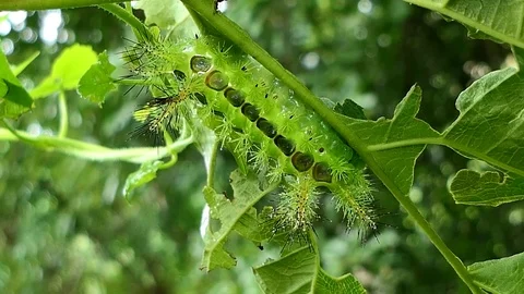 Caterpillar in tropical rain forest. Video stock 76870877