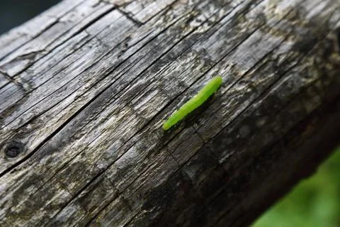Caterpillar on the trunk Stock Photos