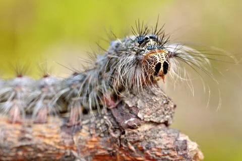 Caterpillar on a twig Stock Photos