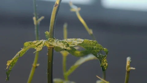 Caterpillar under a mint leaf Stock Footage 128717502