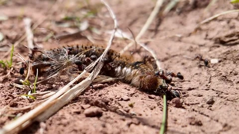 Caterpillar under siege as army of ants launches a fierce attack Stock Footage 344819397