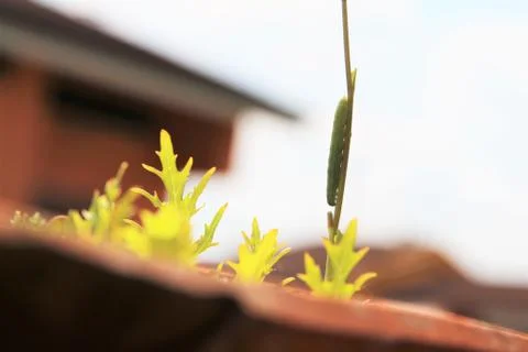 Caterpillar on vegetable salads 库存照片