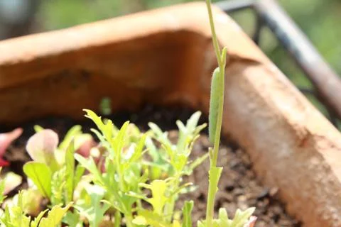 Caterpillar on vegetable salads 库存照片