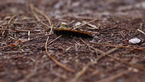 Caterpillar walking along the ground Video stock 164379427