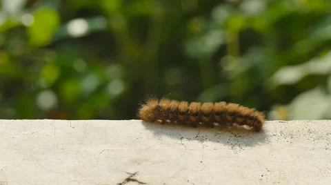 Caterpillar walking Stock Footage 56190601