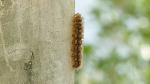 Caterpillar walking Stock Footage 56190750