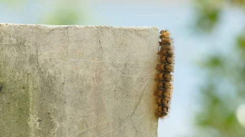 Caterpillar walking Stock Footage 56195351