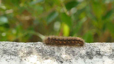 Caterpillar walking Stock Footage 56196134