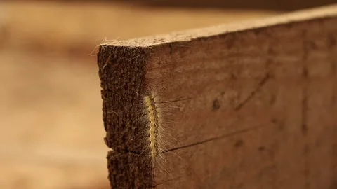 Caterpillar walking Stock Footage 166552108