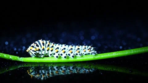 Caterpillar walking on a green branch on a black background. Stock Footage 133141010