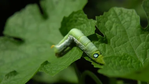 Caterpillar walking on leaf in the forest Stock Footage 172183256