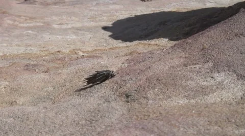 Caterpillar walking in mountain Stock-Footage 8654581