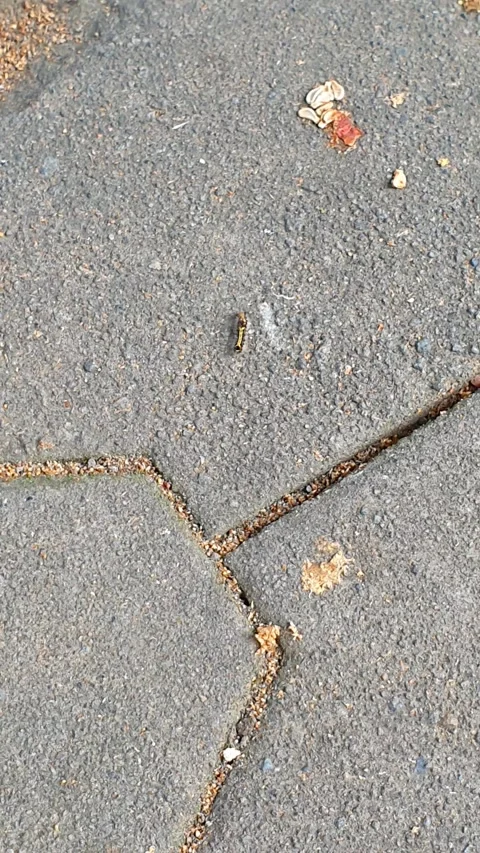 A caterpillar walking on a paving block, moving slowly with detailed textur.. Video stock 301064597