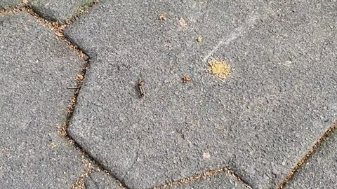 A caterpillar walking on a paving block, moving slowly with detailed textur.. 스톡 동영상 301064750