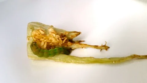 Caterpillar walking on a pepper piece on white background Stock Footage 71265510