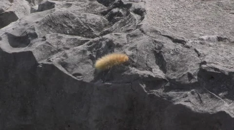 Caterpillar walking on a Rock Video stock 69016234