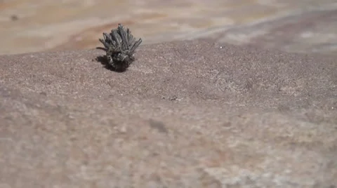 Caterpillar walking on sandstone Stock Footage 8654548