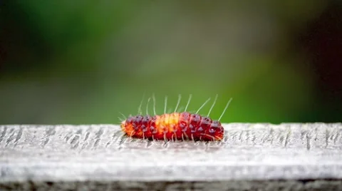 Caterpillar walking through the frame Stock Footage 41147711