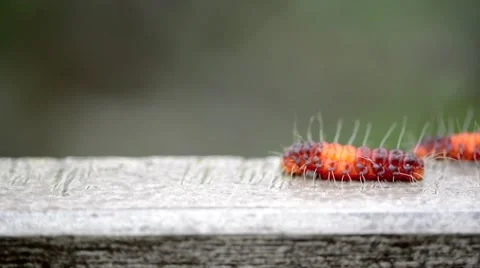 Caterpillar walking through the frame Stock Footage 41148088