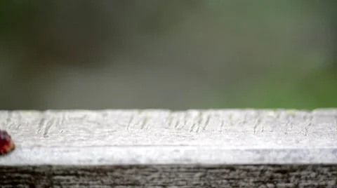 Caterpillar walking through the frame Stock Footage 41148558