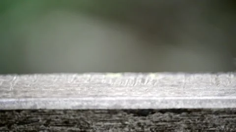 Caterpillar walking through the frame Stock Footage 41148740