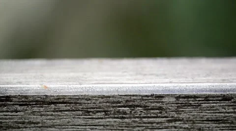 Caterpillar walking through the frame Stock Footage 41148816