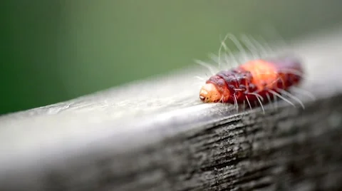 Caterpillar walking through the frame Stock Footage 41149422