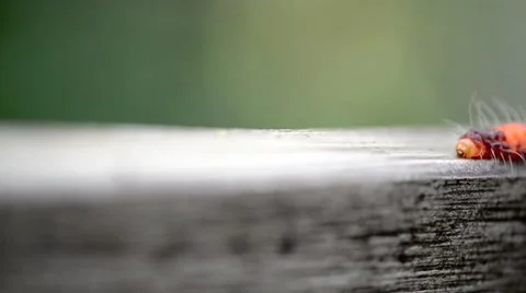 Caterpillar walking through the frame Stock Footage 41149439
