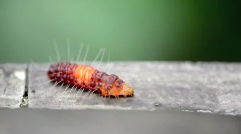 Caterpillar walking through the frame Stock Footage 41150048