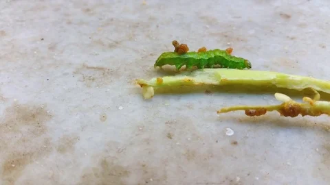 Caterpillar walking on a vegetable piece on a marble Stock Footage 71265869