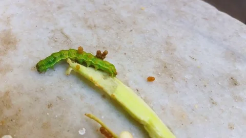 Caterpillar walking on a vegetable piece on a marble Stock Footage 71265983