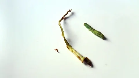 Caterpillar walking on a vegetable piece on white background Stock Footage 78672368