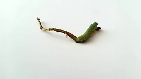 Caterpillar walking on a vegetable piece on white background Stock Footage 78672455