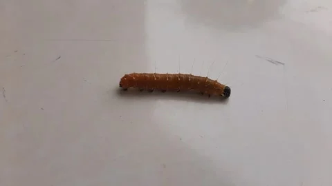A caterpillar is walking on the white floor Stock Footage 285915907