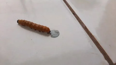A caterpillar is walking on the white floor Stock Footage 285916091