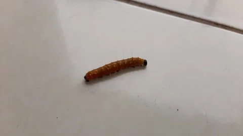 A caterpillar is walking on the white floor Stock Footage 285916170