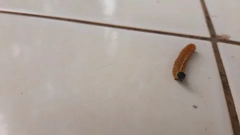 A caterpillar is walking on the white floor Vidéo 285916276
