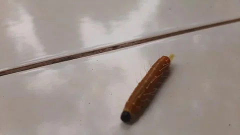 A caterpillar is walking on the white floor Stock Footage 285923237