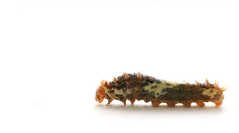 Caterpillar walking on white. Stock Footage 24957178