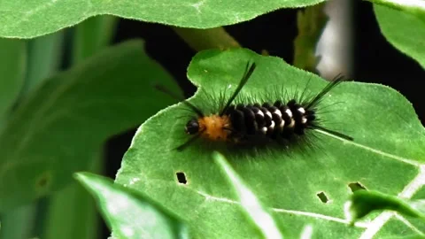 A caterpillar walks on a green leaf Stock Footage 305189022
