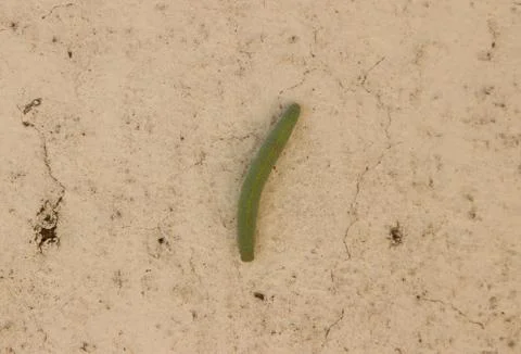 Caterpillar on the wall 库存照片