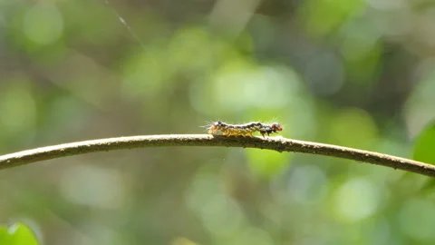 Caterpillar was crawling on branch. Stock Footage 140273579