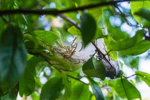 Caterpillar web nest hanging in tree canopy with fresh green foliage Fotos de archivo