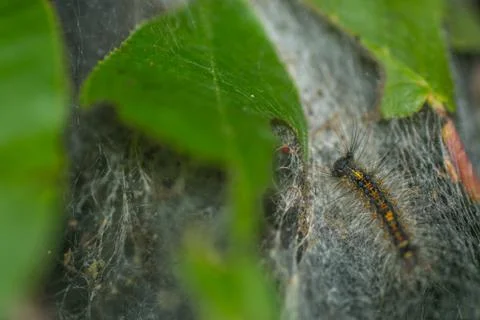 Caterpillar in a web in spring Stock Photos