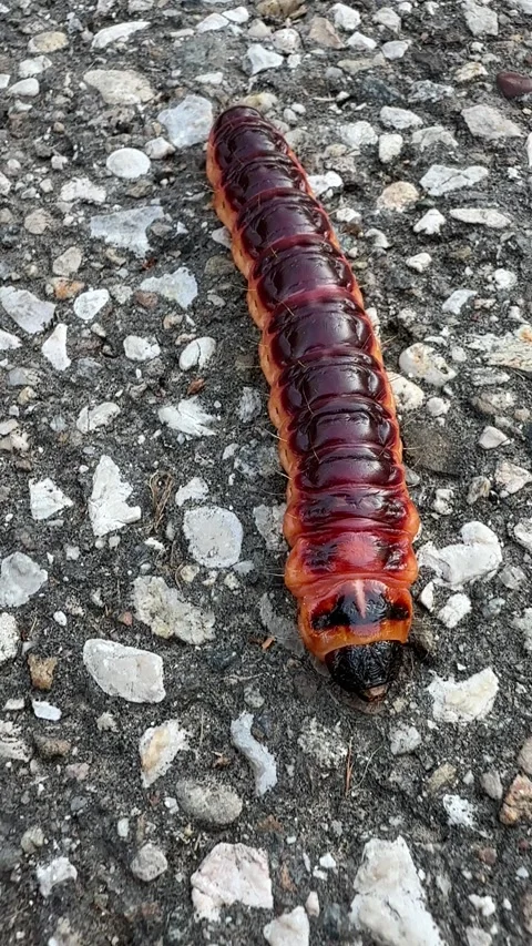 Caterpillar of weevil crawling on asphalt 스톡 동영상 319846667