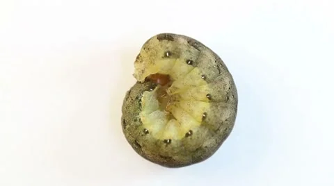 Caterpillar on a white background Video stock 8518656